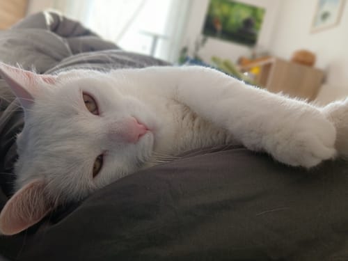 Vit katt som sover utsträckt på ett grågrönt Duvè-täcke
